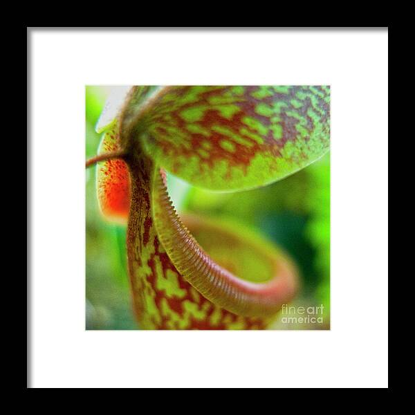 Heiko Framed Print featuring the photograph Pitcher Plants 2 by Heiko Koehrer-Wagner