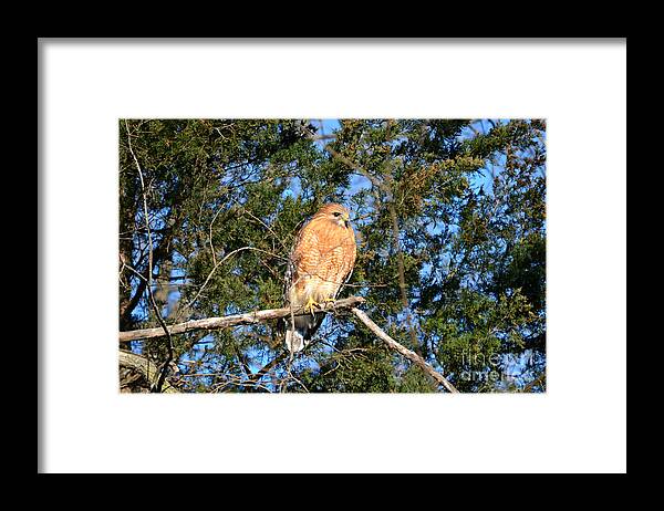 Andscape Framed Print featuring the photograph Simply Majestic by Peggy Franz