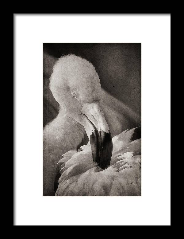 American Flamingo Framed Print featuring the photograph Soaking Up Sunshine by Theo O'Connor