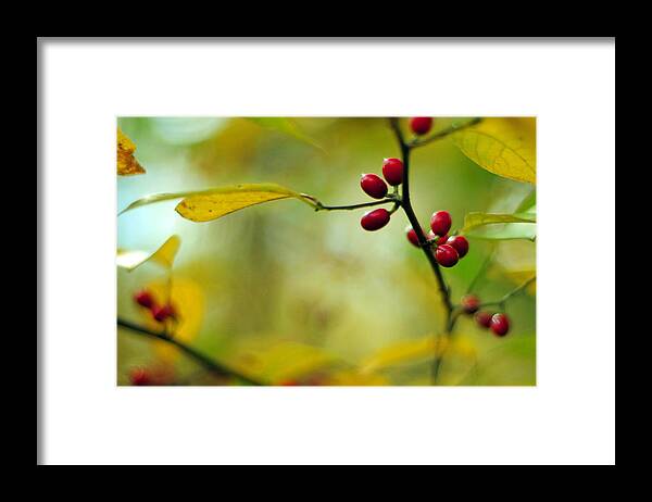 Lindera Benzoin Framed Print featuring the photograph Spicebush with Red Berries by Rebecca Sherman