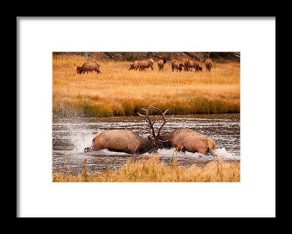 Elk Framed Print featuring the photograph Struggle by Aaron Whittemore