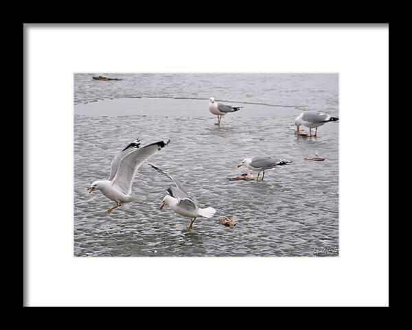 Seagull Framed Print featuring the photograph 01 Feeding Time at Lake Erie in Ripley NY by Michael Frank Jr