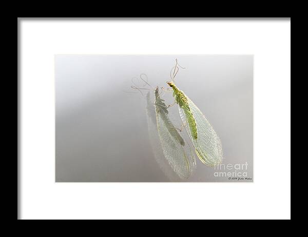Bulgaria Framed Print featuring the photograph 02 Common Green Lacewing by Jivko Nakev