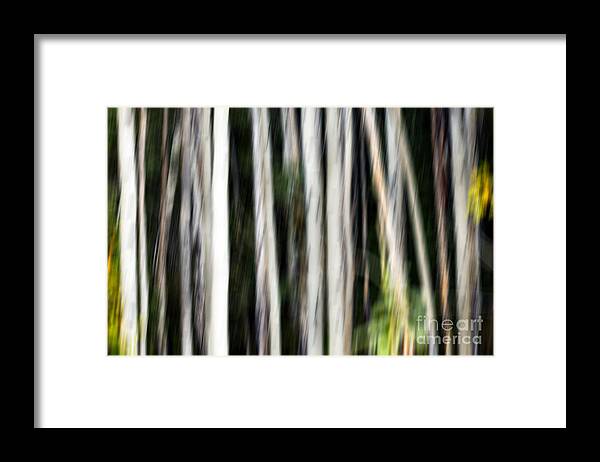 Abstract Framed Print featuring the photograph 0897 Aspen abstract by Steve Sturgill