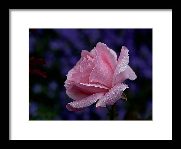 Rose Framed Print featuring the photograph A Rose for Monday by Richard Cummings
