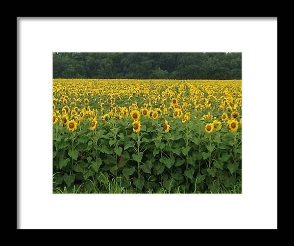 Field Of Sunflowers Near Waco Framed Print featuring the photograph A Thousand Faces #1 by Shawn Hughes