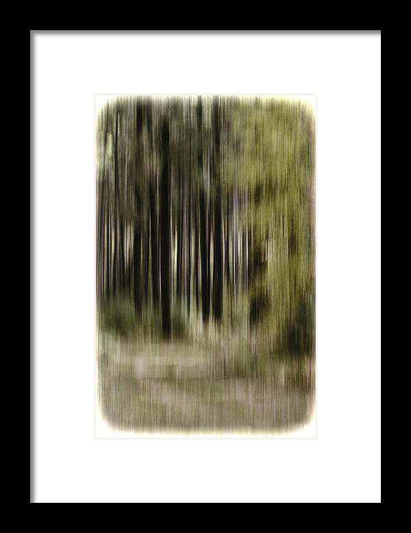 Framed Print featuring the photograph Abstract Forest by Thomas Young