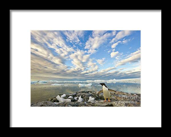 00345612 Framed Print featuring the photograph Adelie Penguin Flapping Wings by Yva Momatiuk John Eastcott