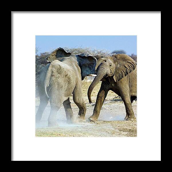 Loxodonta Africana Framed Print featuring the photograph African Elephant Bulls Fighting #1 by Tony Camacho/science Photo Library