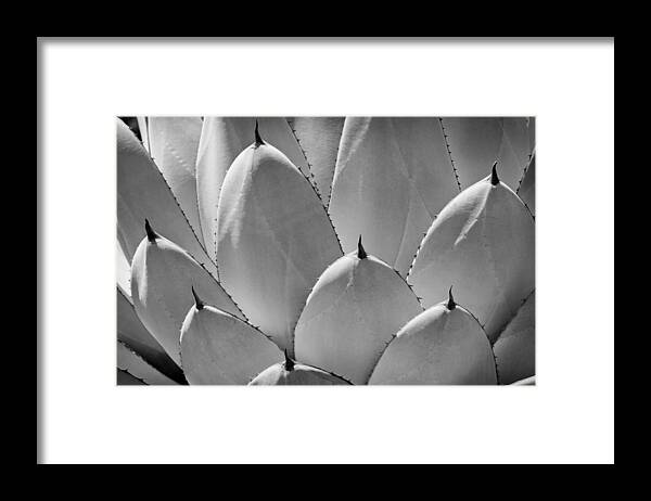 Agave Framed Print featuring the photograph Agave Leaves #1 by Kelley King