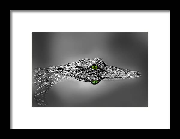 Aggression Framed Print featuring the photograph Alligator by Peter Lakomy
