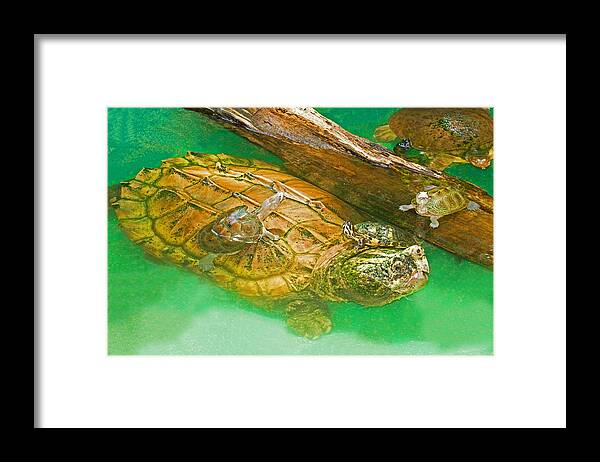 Alligator Snapping Turtle Framed Print featuring the photograph Alligator Snapping Turtle With Young #1 by Millard H. Sharp
