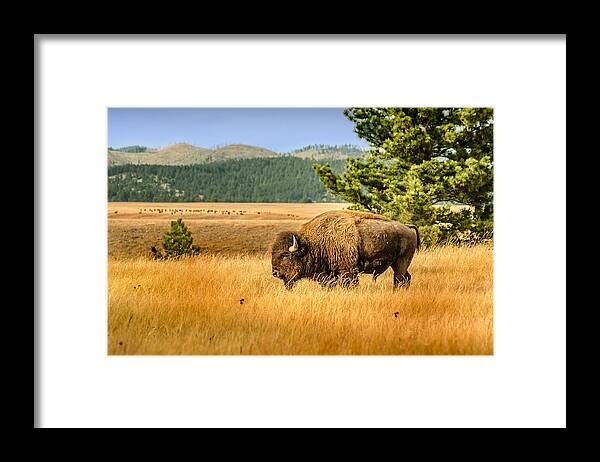Dakota Framed Print featuring the photograph American Bison #2 by Greni Graph