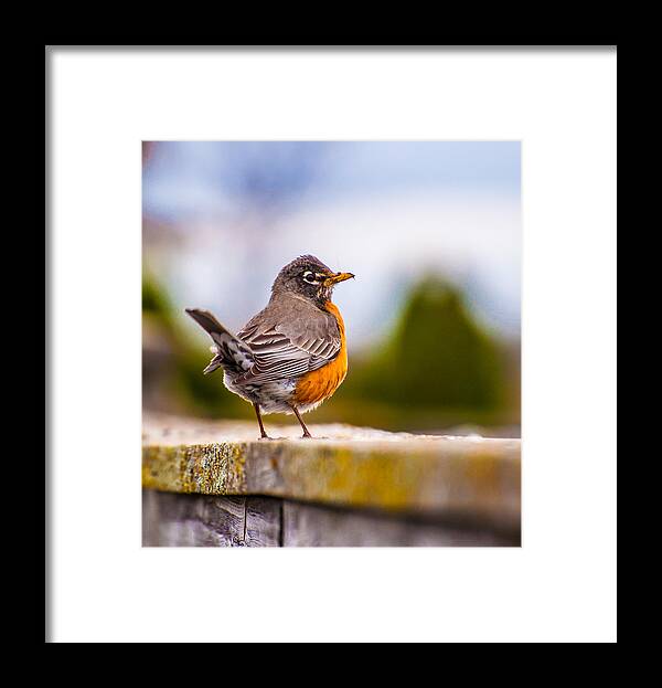 America Robin Framed Print featuring the photograph American Robin #1 by Amel Dizdarevic