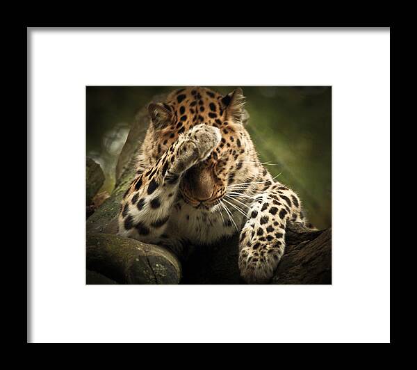 Animal Framed Print featuring the photograph Amur Leopard by Chris Boulton