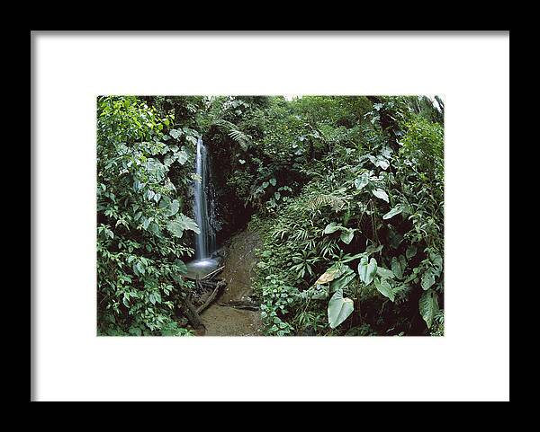 Feb0514 Framed Print featuring the photograph Andean Cloud Forest Choco-darien Ecuador #1 by Tui De Roy