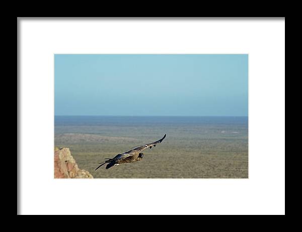 Andean Condor Framed Print featuring the photograph Andean Condor #1 by Philippe Psaila/science Photo Library