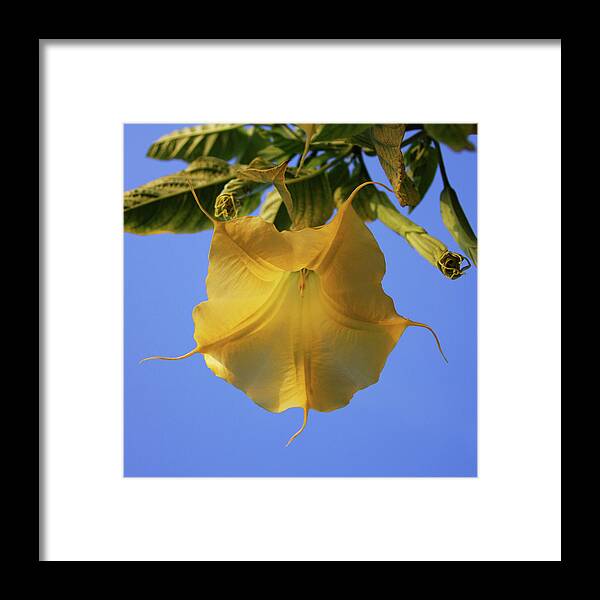 Trumpet Vine Flower Framed Print featuring the photograph Angel Glow by James Knight