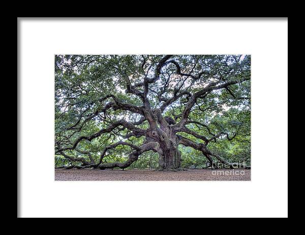 Angel Oak Framed Print featuring the photograph Angel Oak by Dustin K Ryan