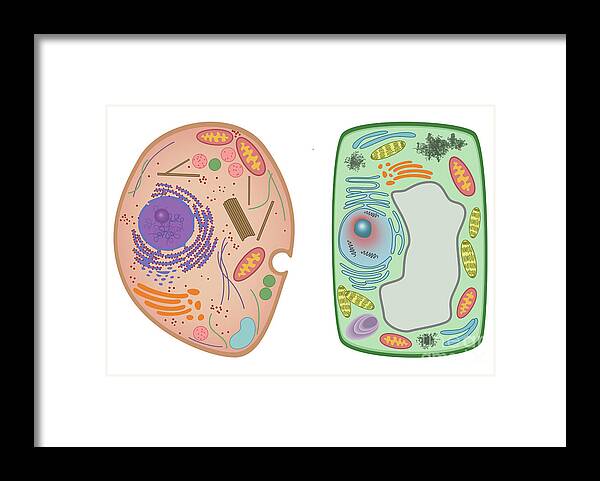 Science Framed Print featuring the photograph Animal Cell And Plant Cell #1 by Gwen Shockey