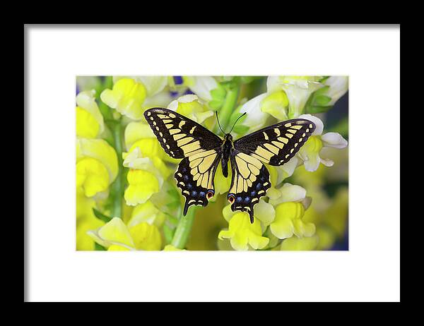 Anise Framed Print featuring the photograph Anise Swallowtail Butterfly, Papilio #1 by Darrell Gulin