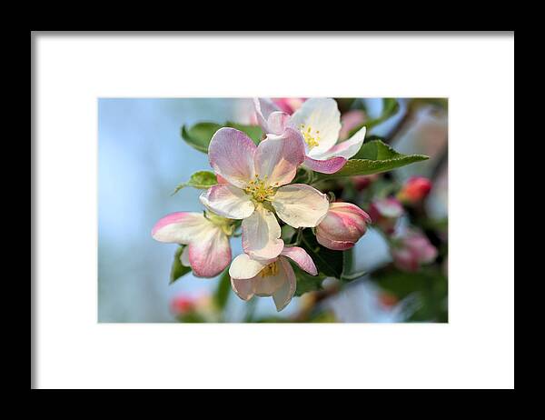 Apple Blossom Framed Print featuring the photograph Apple Blossom #2 by Kristin Elmquist