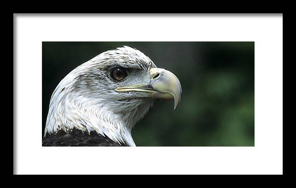 Eagle Framed Print featuring the photograph Aristocratic Bald Eagle #1 by Larry Allan