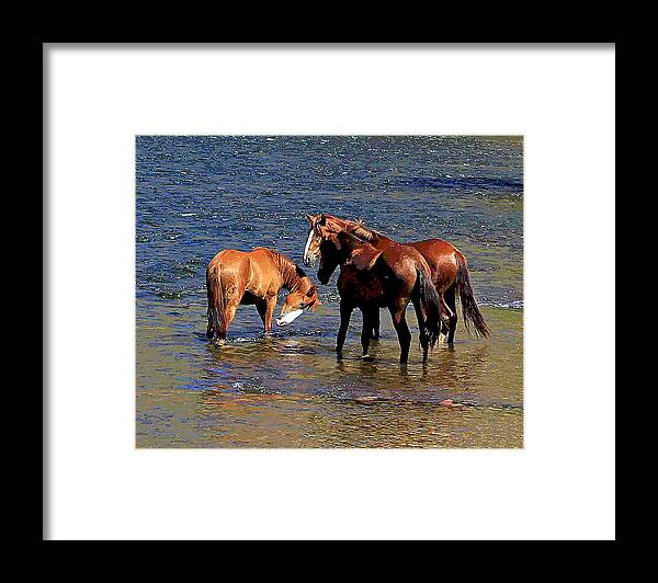  Framed Print featuring the photograph Arizona Wild Horses on the Salt River #1 by Matalyn Gardner