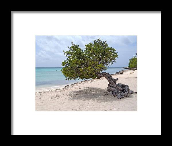 Aruba Framed Print featuring the photograph Aruba Divi Divi Tree #1 by Curtis Krusie