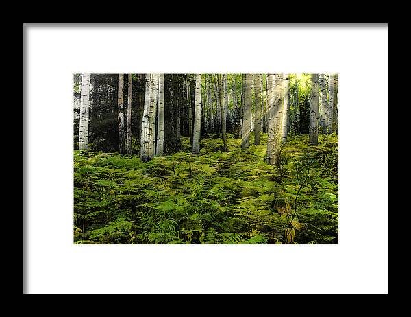 Colorado Aspens Framed Print featuring the photograph Aspen Sunrise by Donald Brown
