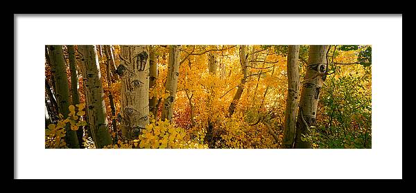 Photography Framed Print featuring the photograph Aspen Trees In A Forest, Californian #1 by Panoramic Images
