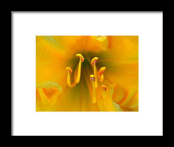 Cloes Up Framed Print featuring the photograph Assorted Flower 007 #1 by Larry Ward