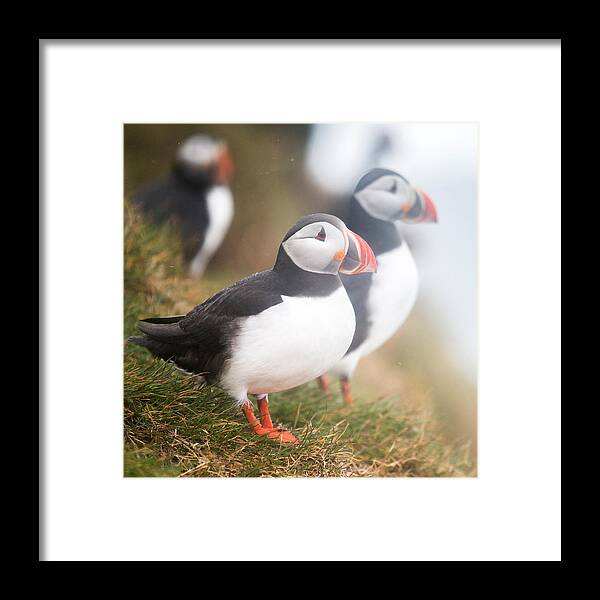 Photography Framed Print featuring the photograph Atlantic Puffins Fratercula Arctica #1 by Panoramic Images