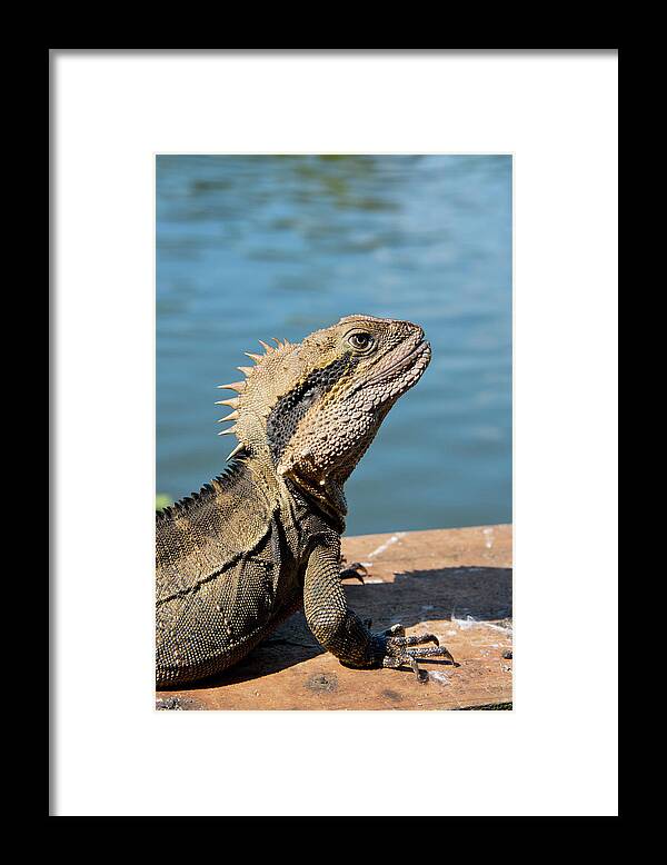 Australia Framed Print featuring the photograph Australia, Queensland, Mount Tamborine #1 by Cindy Miller Hopkins