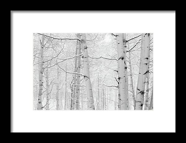 Photography Framed Print featuring the photograph Autumn Aspens With Snow, Colorado, Usa #1 by Panoramic Images