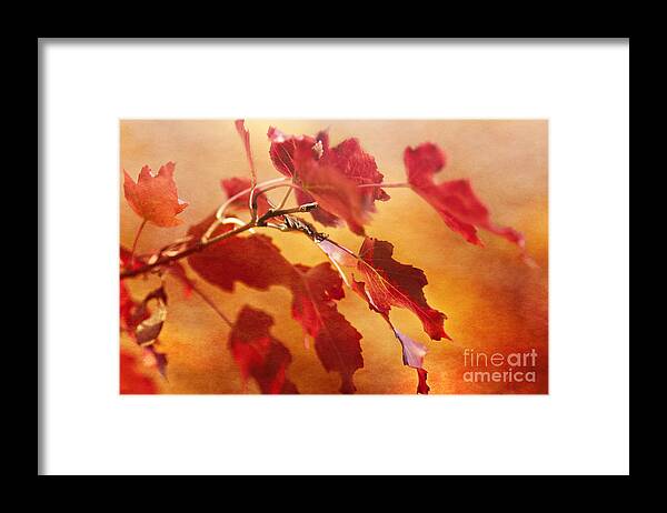 Leaves Framed Print featuring the photograph Red Blaze by Pam Holdsworth