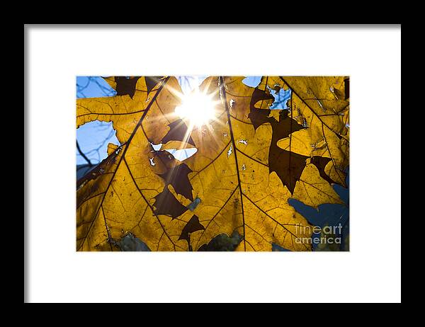 Leaves Framed Print featuring the photograph Autumn leaves #1 by Mats Silvan