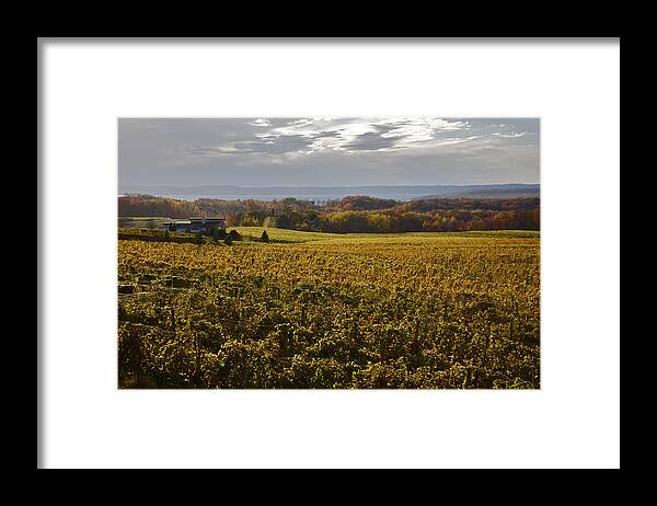 Vineyard Framed Print featuring the photograph Autumn On Old Mission Peninsula #1 by Owen Weber