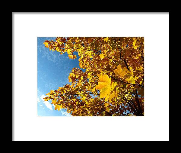 Autumn Splendor 9 Framed Print featuring the digital art Autumn Splendor 9 #1 by Will Borden