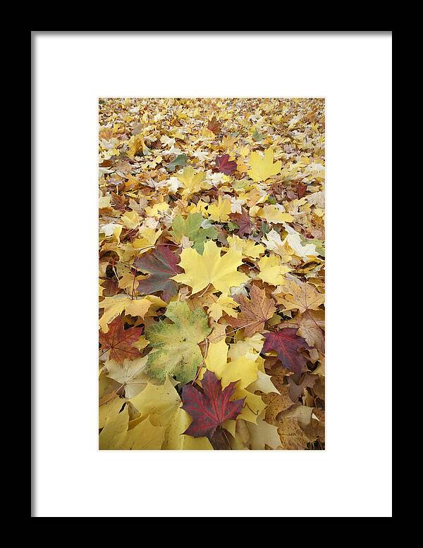 Feb0514 Framed Print featuring the photograph Autumn Sycamore Leaves Germany #1 by Duncan Usher
