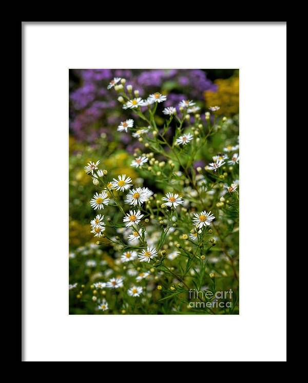 Autumn Framed Print featuring the photograph Autumn - Wildflowers - Asters #2 by Henry Kowalski