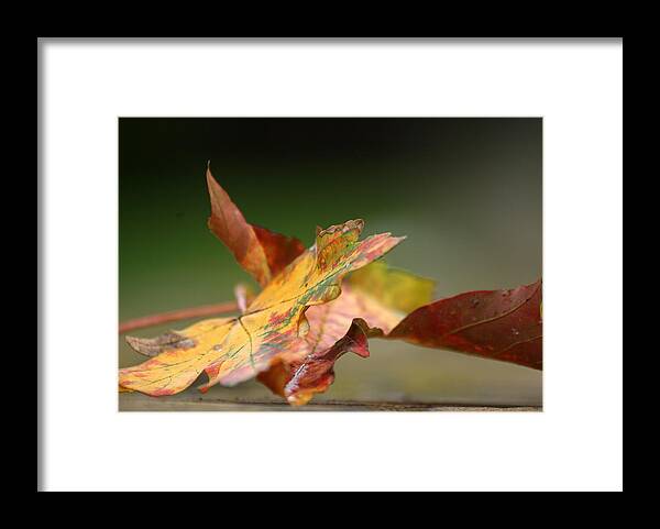 Leafs Framed Print featuring the photograph Autumn Leaves by Jolly Van der Velden