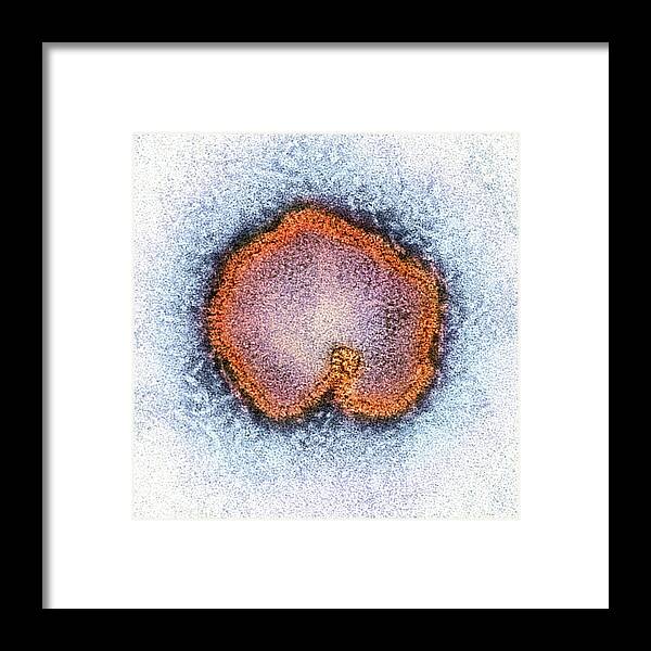 Influenza A H7n9 Framed Print featuring the photograph Avian influenza virus, TEM #1 by Science Photo Library
