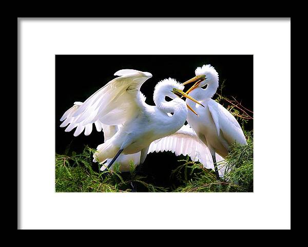 Great White Egrets Framed Print featuring the photograph Baby Egrets in the Nest #1 by Paulette Thomas