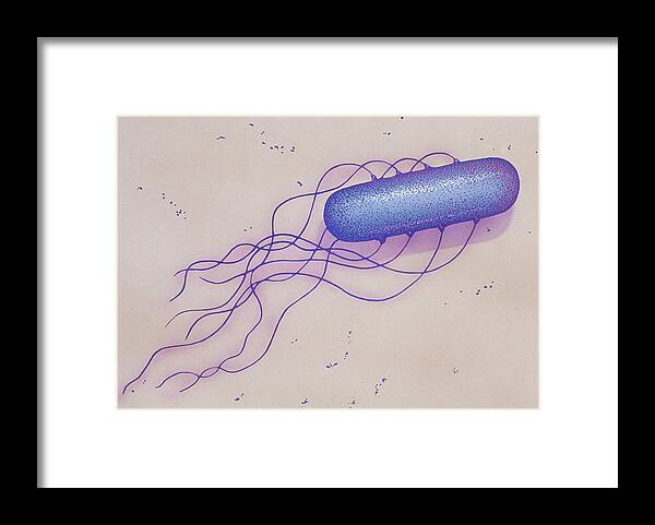 Aerobic Framed Print featuring the photograph Bacillus Sp #1 by Chris Bjornberg