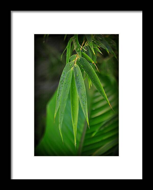 Bamboo Framed Print featuring the photograph Bamboo and Banana Leaves #1 by Nathan Abbott