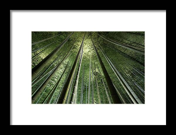 Bamboo Framed Print featuring the photograph Bamboo Night #1 by Takeshi Marumoto