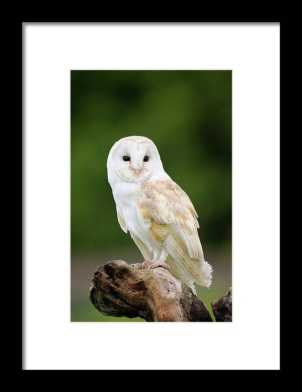 Tyto Alba Framed Print featuring the photograph Barn Owl #1 by John Devries/science Photo Library