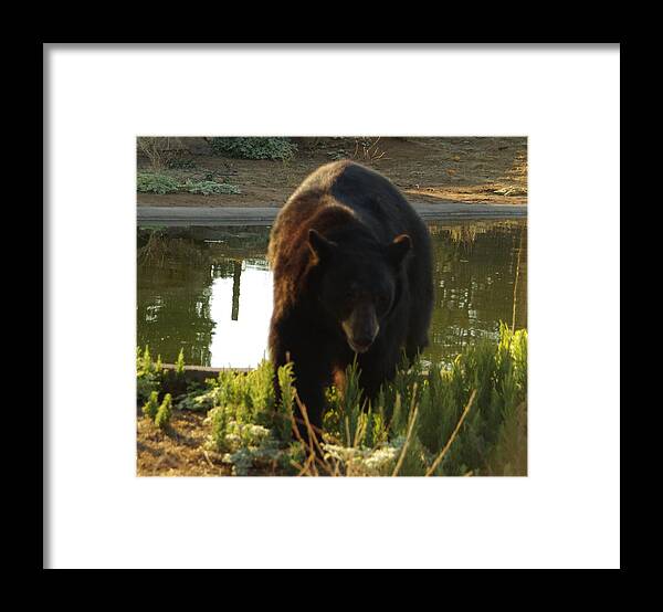 Lions Tigers And Bears Framed Print featuring the photograph Bear 1 by Phyllis Spoor