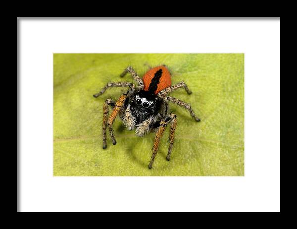 Arachnid Framed Print featuring the photograph Beautiful Jumper Spider #1 by Nigel Downer